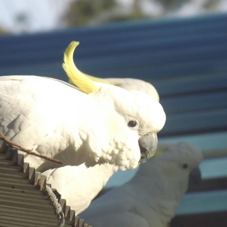 Parrot with white feathers and a yellow crest.