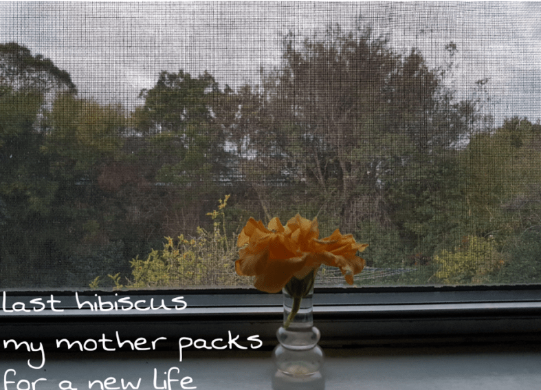 An orange hibiscus flower in a small glass vase sitting a on window sill overlooking a garden.